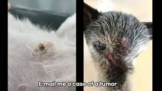 Dog skin and mammary gland turmor