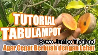 Tutorial for Making Tabulampot Sawo Jumbo Thailand to quickly bear fruit