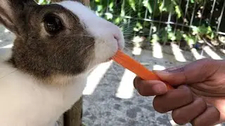 SUPER CUTE BUNNIES! (Cuteness overload)