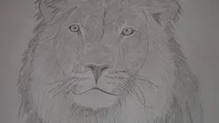 Лев. Рисунок простым карандашом. A lion. Drawing in pencil.