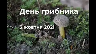 Гриби в Щецині. Пуща Букова. Жовтень 2021.