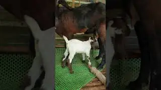 dê con cute