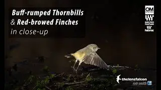 Buff-rumped Thornbills & Red-browed Finches visiting a diminishing water source in dry country