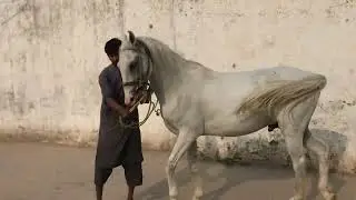 Equine Horse Enjoy#equestrianlife#horse#breeding#meeting#animals#firsttime#farming#crossing#pony#usa