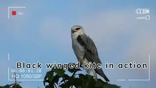 Black winged kite January 2022