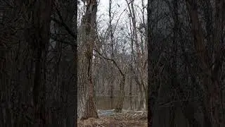 Воронье царство
