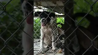 Meet Pope, the last dog removed from a fattening farm in Viet Nam