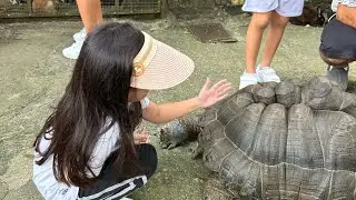 KL Tower Mini Zoo