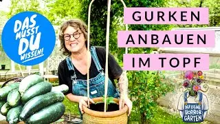 Gurken anbauen im Topf das musst du wissen I der kleine Horrorgarten