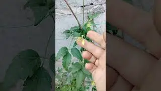 кто знает, что за сорт? #дача #огород #сад #цветы #княжикклематис