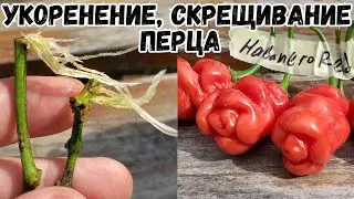 Укоренение ветвей и скрещивание перца.