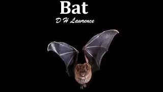 Bat by DH Lawrence