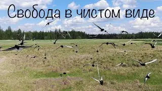 Свобода в чистом виде