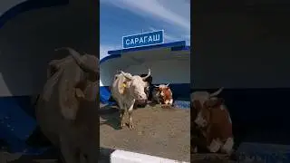 ГОРОДСКИЕ ДЕВАЧКИ