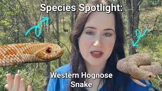 Species Spotlight: Western Hognose Snake 🐍