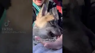 Mega dose of funny dogs to cheer you up #relaxmydog #dogs #funny #funnydogs