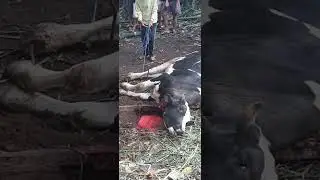 Prosesi Sembelih Sapi 🐃