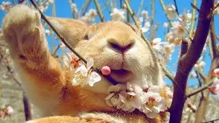 Funny rabbit 😊 Cute animals 🙃