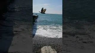 Relaxing sound of the sea, sea surf, sea waves