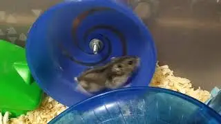 Кузя гоняет