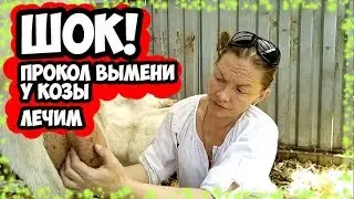 Шишки в вымени. Но не мастит!