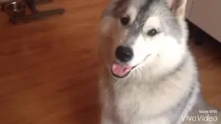 Где печенька?
