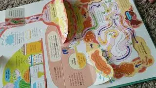 No Prep Toddler Sciences Lesson - Usborne/Paper Pie Lift The Flap Book