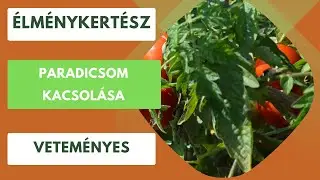 Paradicsom kacsolása!🍅