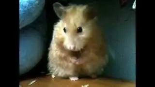 Cute syrian hamster cleaning herself