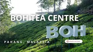 Boh Tea Centre Sungei Palas in Malaysia | Biggest Tea Farm and Beautiful | Walking Tour in 4K
