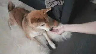 Feeding my dog invisible treats until he notices | Bagel the Shiba