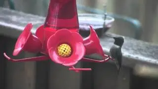 Hummingbird Displays Ruby Throat
