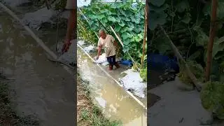 Various Vegetables Harvest 