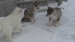 щенки зсл Шилка+Туман