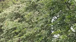Adam Wróbel's broadcast