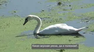 Лебеди шипуны на кормежке