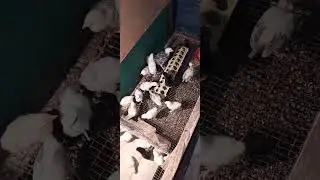 Цыплята от своих квочек.