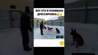 #умныесобаки