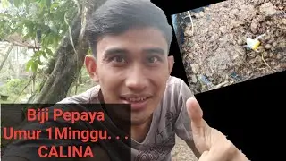 Semai Biji Pepaya Calina Umur Satu Minggu Ternyata Segini Besarnya  