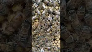 Вже можна починати виводить маток 🐝🐝👍 #бакфаст #бджільництво #бджоли