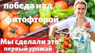СТАРАЯ ДАЧА | Наш первый урожай и фитофтора. Теплица через три месяца. №47  В СНТ НА ПМЖ