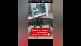 ОН ЧУДОМ ВЫЖИЛ, НО ЕГО ВСЁ-РАВНО БРОСИЛИ ...🥺История Добрейшего Мальчика Дружка.Уфа.