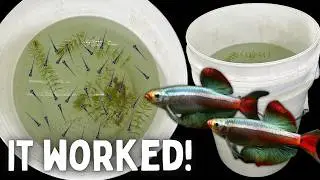 BREEDING Minnows in a BUCKET - Easy Method!