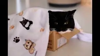 look at this cat 3