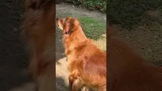 Conversation between two Golden retrievers