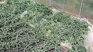 Выращивание арбузов в средней полосе России,  3 июля 2024, как выросли арбузы за неделю