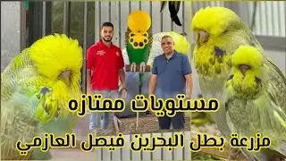 English Budgies & Parakeets Care Guide, Size & Lifespan -FAISAL ELAZMY