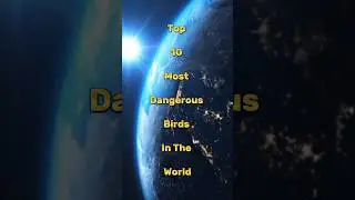 Top 10 Most Dangerous Birds In The World 