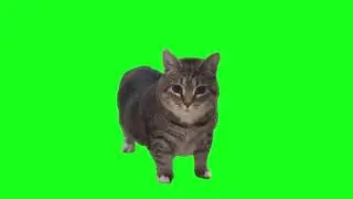 30 minutes and 9 seconds of OIIA OIIA