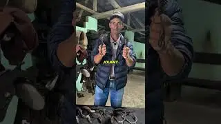 Why cowboys really use spurs